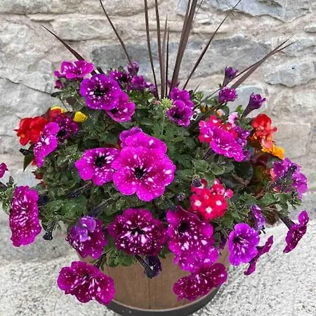 Tom Rocky's Farmyard Hotel Templemore