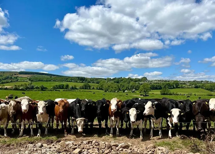Hotel Tom Rocky's Farmyard Templemore